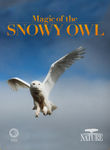 NATURE: Magic of the Snowy Owl Poster