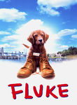 Fluke Poster