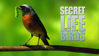 Netflix box art for The Secret Life of Birds - Season 1