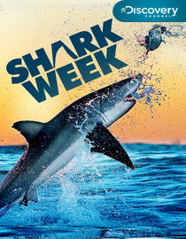 Shark Week: 2011: Shark City